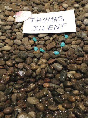 cover image of Thomas Silent